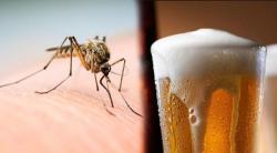 ¿Es cierto que beber cerveza atrae a los mosquitos?