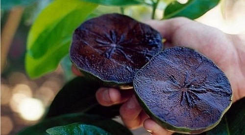 Zapote negro: la fruta que sabe a budín de chocolate - Alimentos