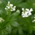 Asperula Olorosa